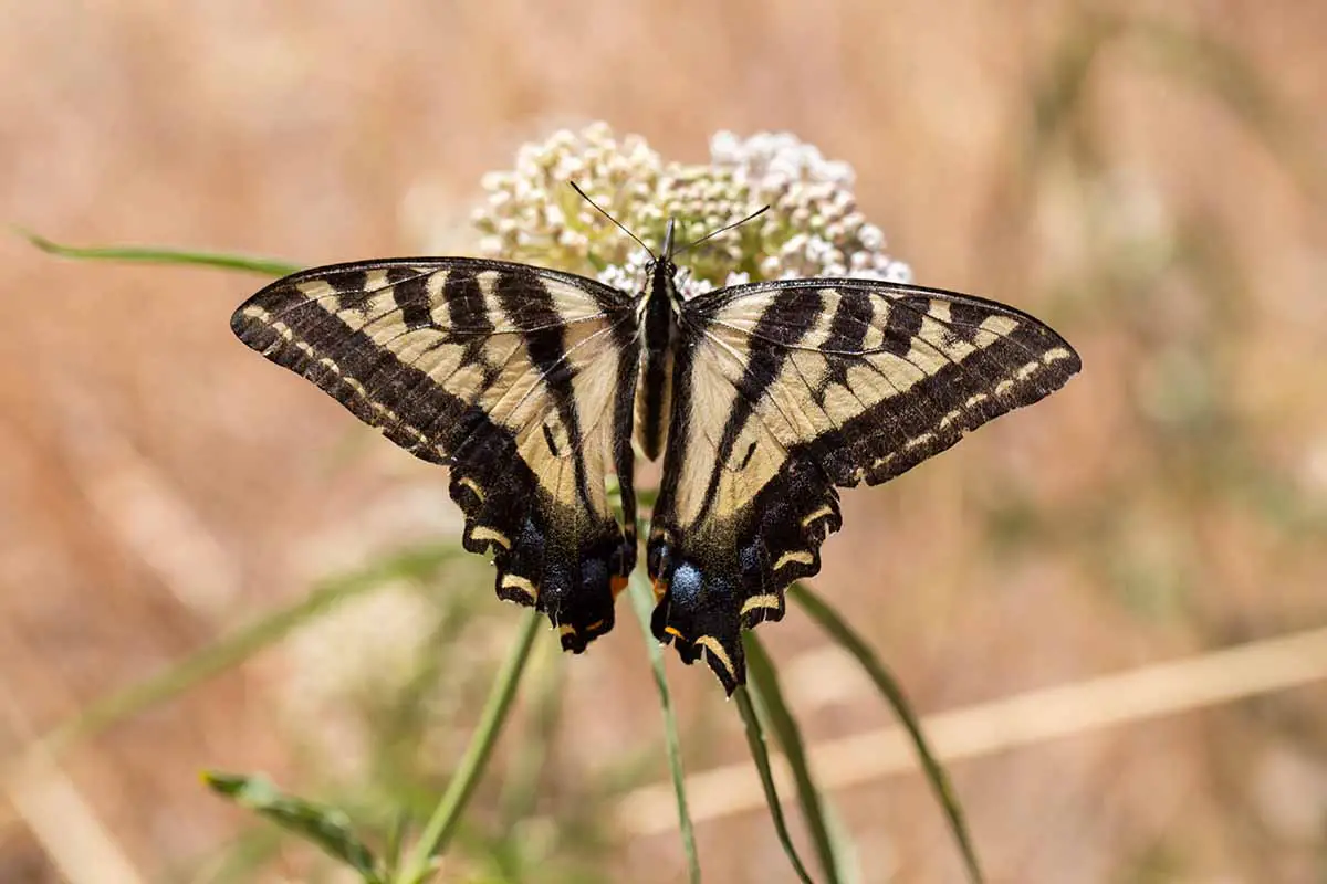 Una imagen horizontal de primer plano de una mariposa alimentándose de una flor representada en un fondo de enfoque suave.