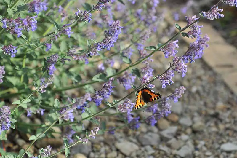 Una imagen horizontal de primer plano de una mariposa alimentándose de flores azules de Nepeta representadas en un fondo de enfoque suave.