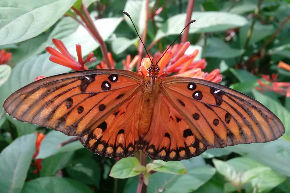 Una imagen horizontal de cerca de una mariposa alimentándose de una flor de firebush (Hamelia patens) representada en un fondo de enfoque suave.