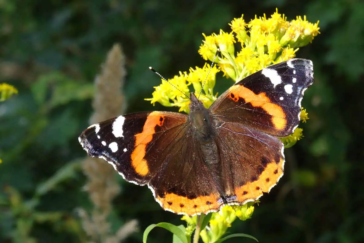 Una imagen horizontal de primer plano de una mariposa alimentándose de una flor de vara de oro representada en un fondo de enfoque suave.