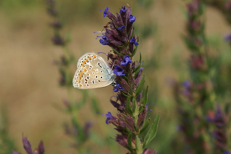Una imagen horizontal de cerca de una mariposa alimentándose de flores de hisopo en un fondo de enfoque suave.