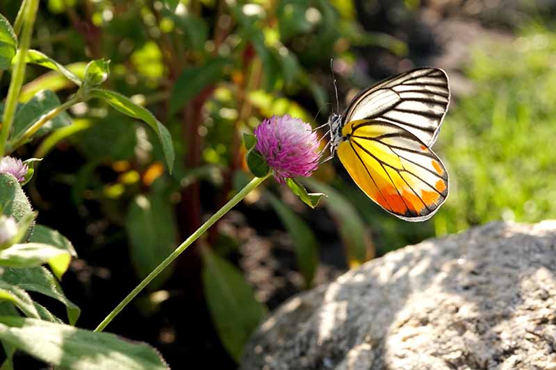 Una imagen horizontal de primer plano de una mariposa alimentándose de una flor de Gomphrena globosa fotografiada con luz solar filtrada sobre un fondo de enfoque suave.