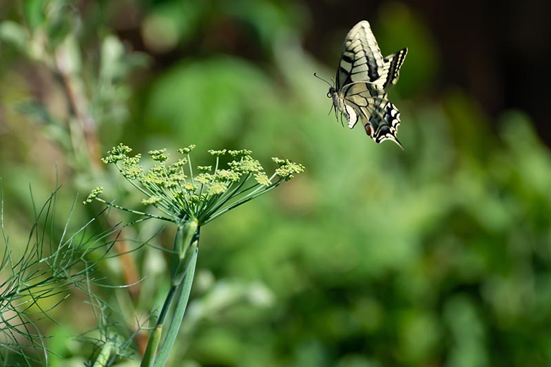 Un primer plano de una mariposa de cola de golondrina aterrizando en una cabeza de flor de hierba de eneldo, representada en un fondo de enfoque suave.