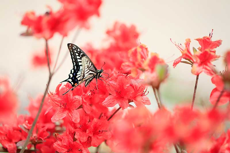 Una imagen horizontal de cerca de flores de azalea roja con una mariposa alimentándose de las flores, representada en un fondo de enfoque suave.