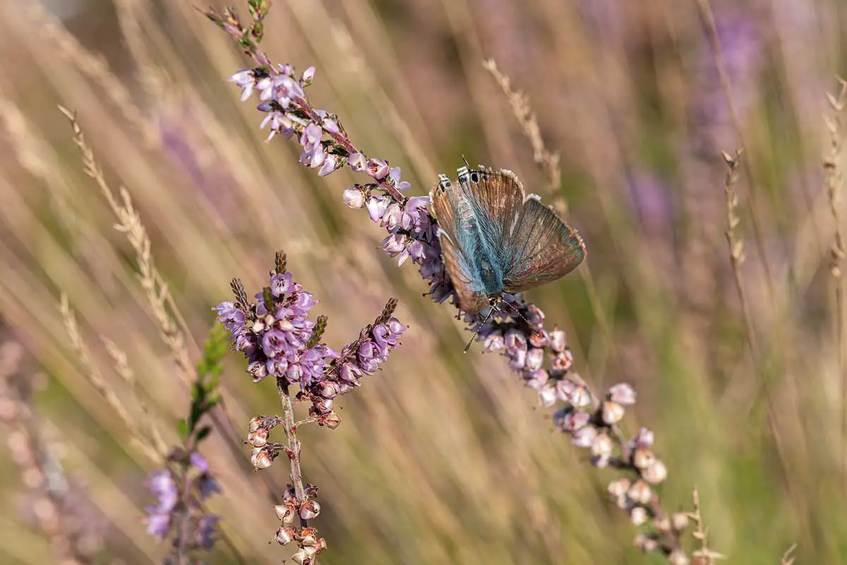 Una imagen horizontal de cerca de una mariposa alimentándose de flores de brezo de campana representadas en un fondo de enfoque suave.