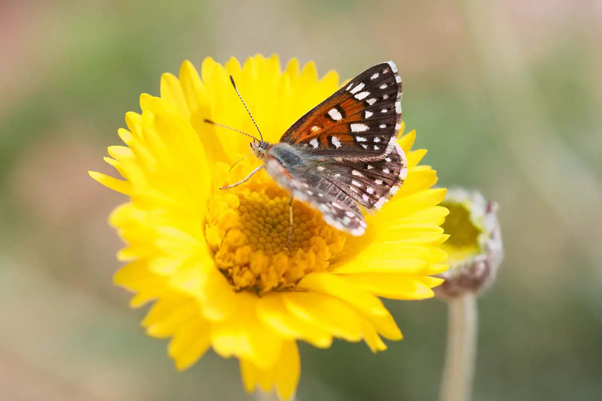 Una imagen horizontal de cerca de una mariposa alimentándose de una flor de caléndula del desierto representada en un fondo de enfoque suave.