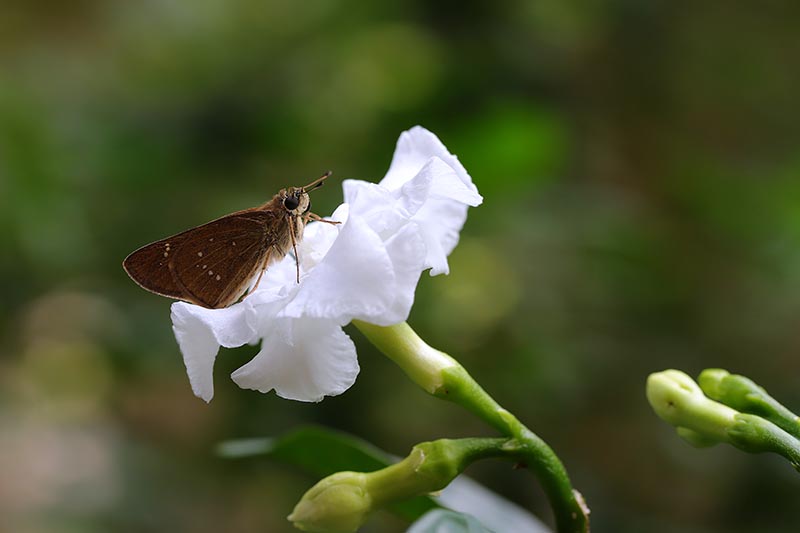 Una imagen horizontal de cierre de una mariposa aterrizó en una flor de Gardenia jasminoides representada en un fondo de enfoque suave.