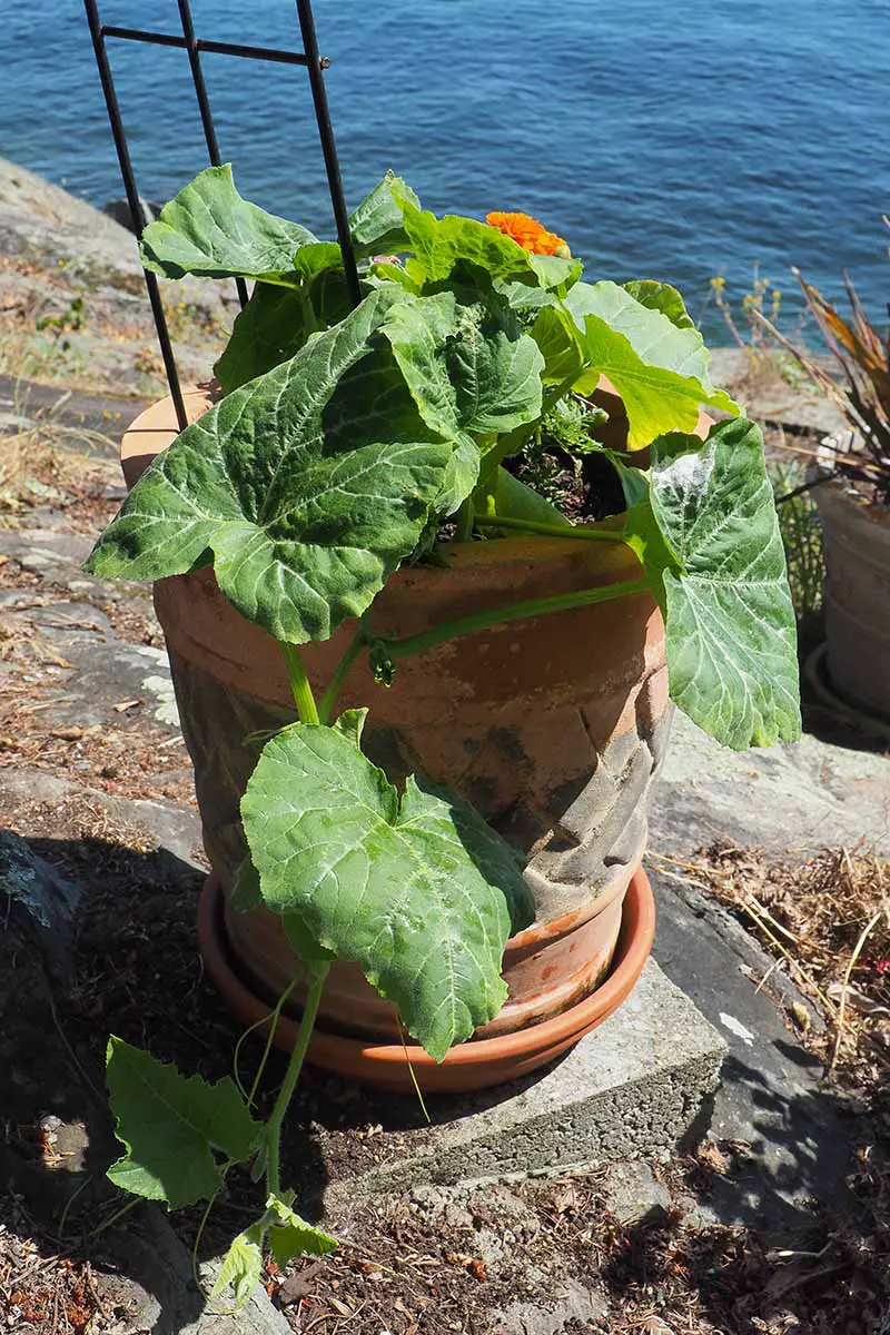 Una imagen vertical de una planta de calabaza que crece en un recipiente de terracota sobre una piedra en un jardín soleado con el océano al fondo.