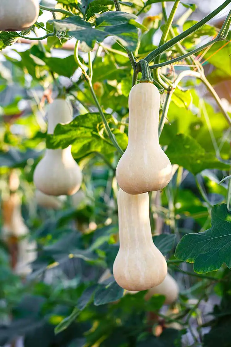 Una imagen vertical de primer plano de frutos de calabaza maduros y listos para cosechar que crecen en un invernadero.