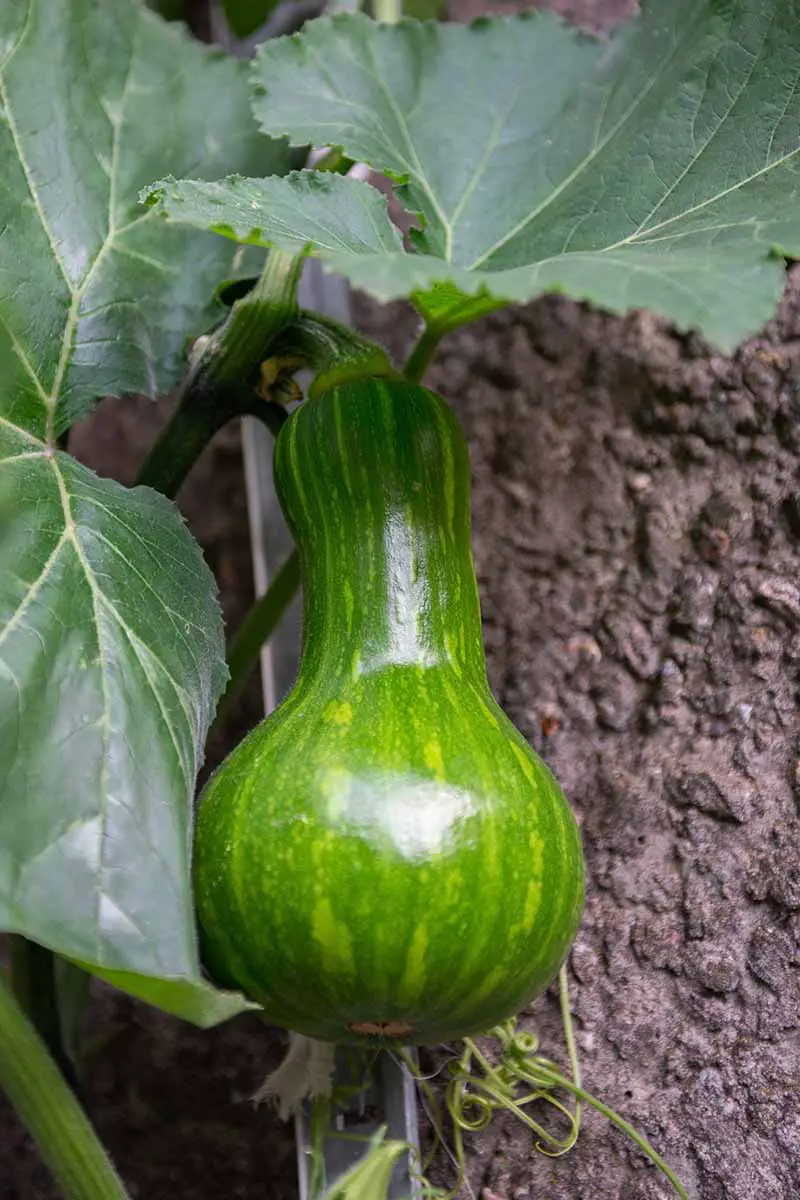 Una imagen vertical de cerca de una calabaza verde apoyada por una varilla de metal, madurando en el jardín de la vid.