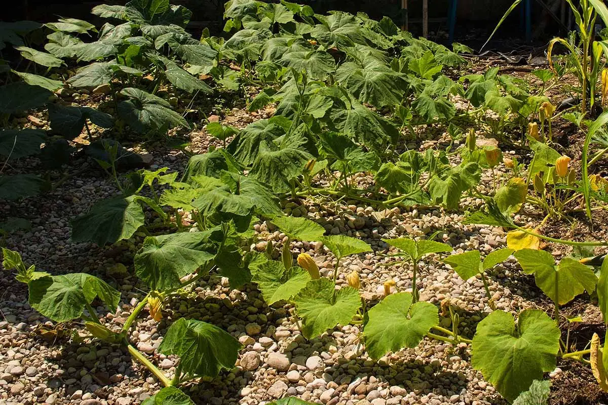 Una imagen horizontal de enredaderas de calabaza moscada que crecen en el jardín.