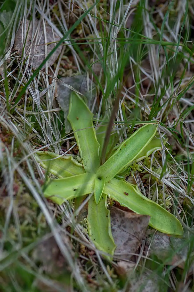 Una imagen vertical de una pequeña planta de butterwort que crece en la naturaleza rodeada de hierba.