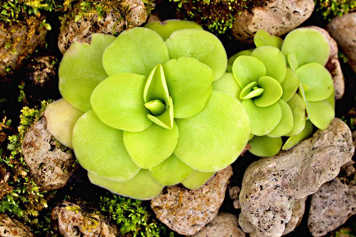 Una imagen horizontal de primer plano de plantas carnívoras de butterwort que crecen en una rocalla.
