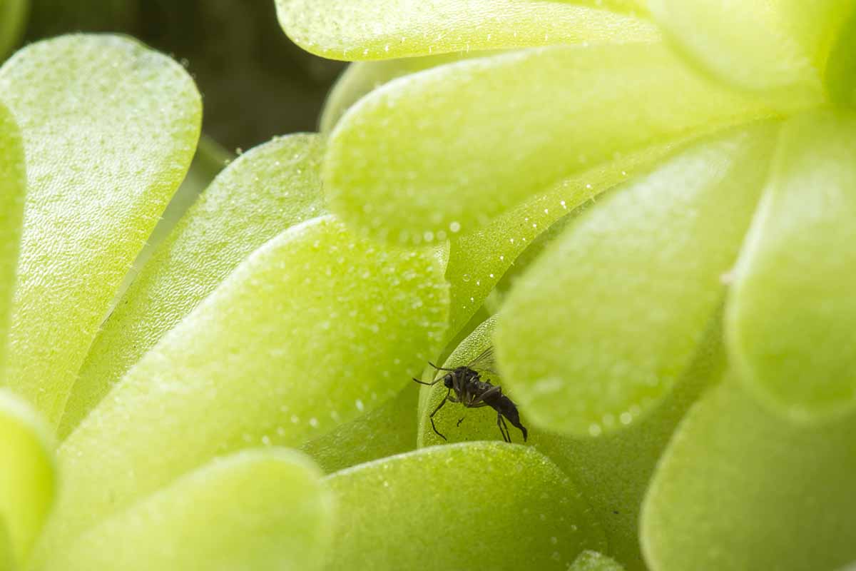 Un primer plano del follaje de una planta insectívora con un insecto atrapado.