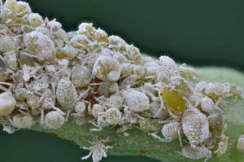 Una imagen de primer plano de un grupo de áfidos de la col en el tallo de una planta.  Estos diminutos insectos son de color verde translúcido y parecen estar cubiertos de polvo blanco.  El fondo es oscuro y se desvanece a un enfoque suave.