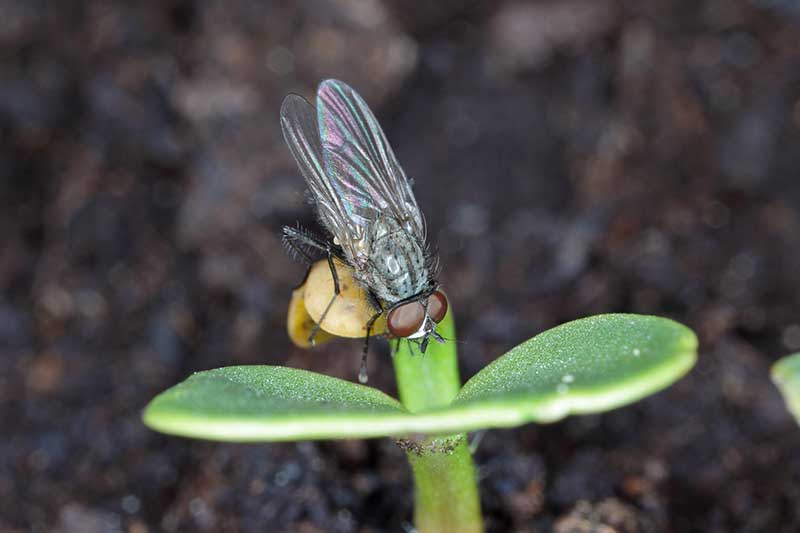 Una imagen horizontal de primer plano de una mosca de la col poniendo huevos en una plántula representada en un fondo de enfoque suave.