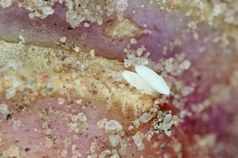 Una imagen horizontal de cerca de los huevos de la mosca de la raíz de la col en el cuello de la raíz de una planta con gran aumento.