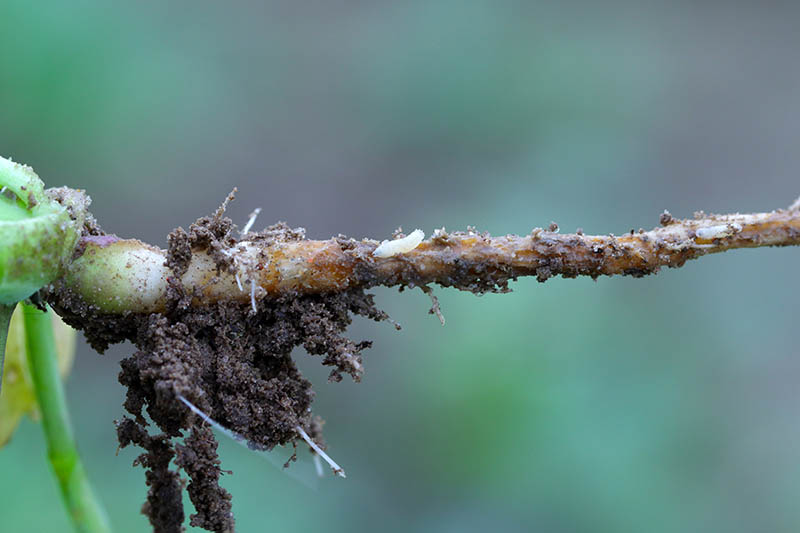 Una imagen horizontal de primer plano de la raíz de una planta desenterrada para mostrar una infestación de larvas de mosca de la col, representada en un fondo de enfoque suave.