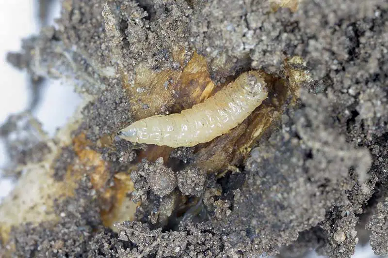 Una imagen horizontal de primer plano de las larvas de la mosca de la col (Delia radicum) en una raíz dañada de una planta.