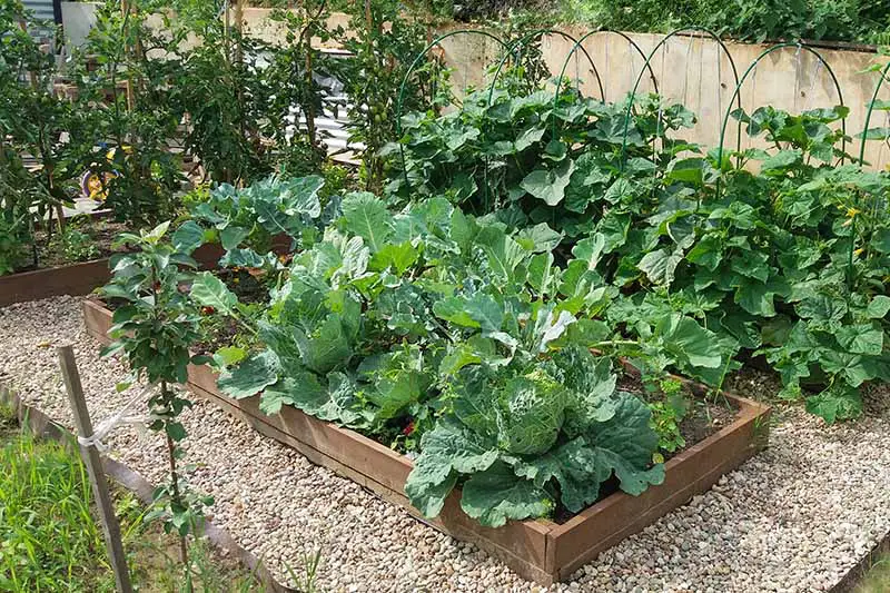 Una imagen horizontal de primer plano de jardines de cama elevados que cultivan una variedad de verduras.