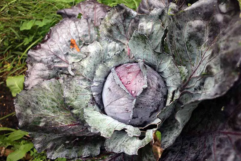 Una imagen horizontal de primer plano de una planta de repollo morado con una cabeza en desarrollo apretada y hojas exteriores grandes.