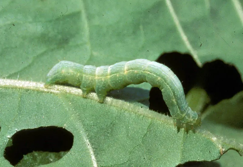 Una imagen horizontal de cerca de una Trichoplusia ni moviéndose a lo largo de una hoja de repollo comiendo el follaje.