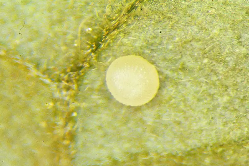 Una imagen horizontal de primer plano de un huevo de Trichoplusia ni en la parte inferior de una hoja.