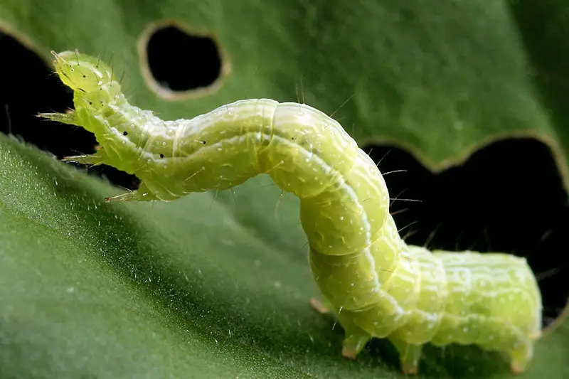 Una imagen horizontal de cerca de una larva de Trichoplusia ni moviéndose a lo largo de una hoja y masticando agujeros a medida que avanza.