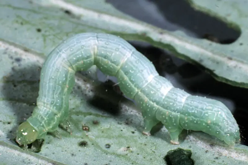 Una imagen horizontal de primer plano de un gusano de pulgada que se alimenta del follaje de una planta representada en un fondo de enfoque suave.