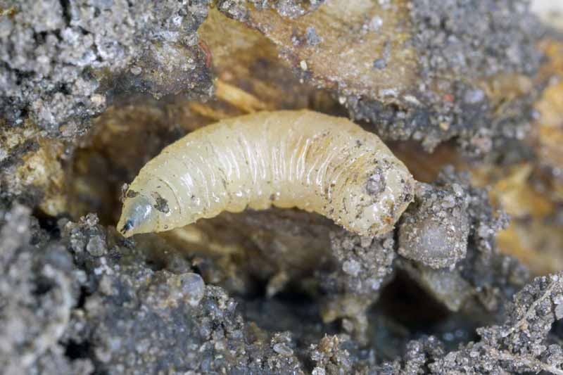 Fotografía macro de un gusano de la col (Delia radicum).