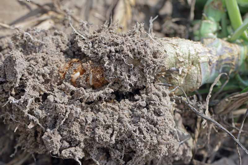Una planta de brassica desarraigada con gusanos de col haciendo túneles a través de las raíces.