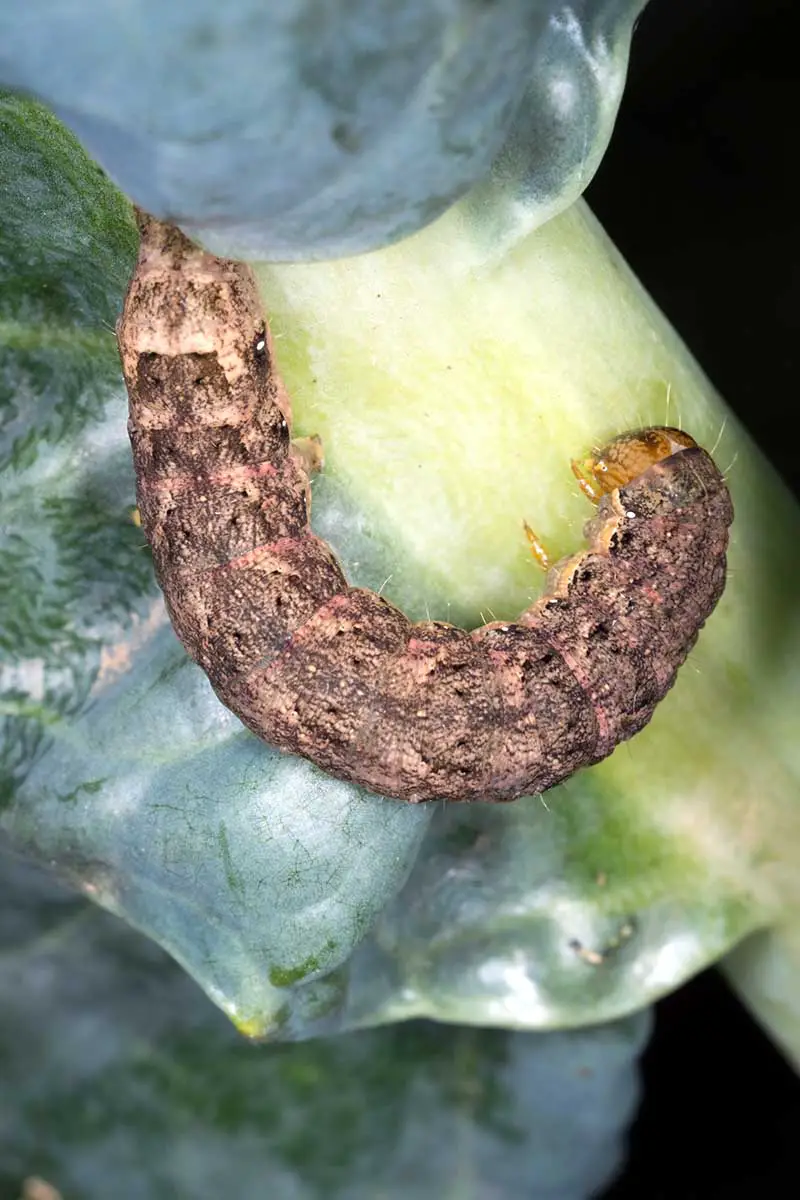 Una imagen vertical de cerca de las larvas de una polilla de la col alimentándose de una planta de brassica.
