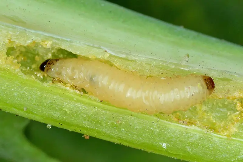 Una imagen horizontal de primer plano de larvas de escarabajo de pulgas de tallo de repollo que hacen un túnel en el tallo de una planta representada en un fondo de enfoque suave.