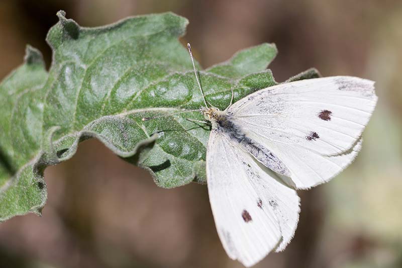 Una imagen horizontal de primer plano de una mariposa blanca de repollo en una hoja verde representada en un fondo de enfoque suave.