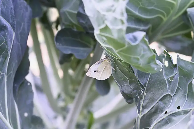 Una imagen horizontal de cerca de una mariposa blanca de repollo que se alimenta de las hojas de una planta de brassica.