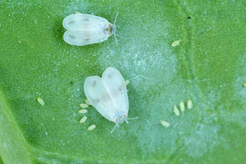 Mosca blanca del repollo (Aleyrodes proletella) adultos y larvas en una hoja de nabo verde.