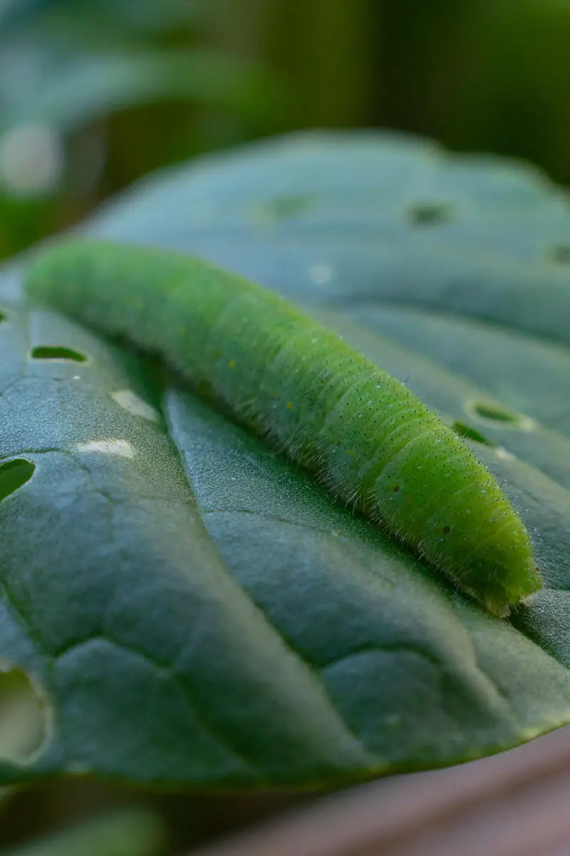 Una imagen vertical de cerca de una oruga de gusano de repollo (Pieris rapae) masticando agujeros en una hoja verde.