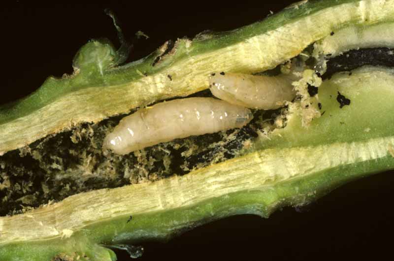 Los gusanos de la raíz de la mosca de la col (Delia radicum) hacen un túnel en las raíces de Brassica.