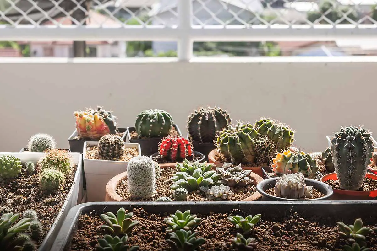 Una imagen horizontal de cerca de una colección suculenta y de cactus en macetas de diferentes tamaños colocadas al aire libre en un balcón.