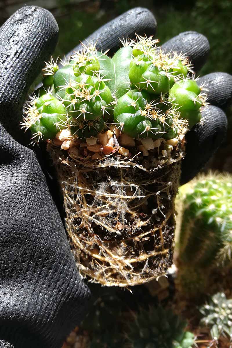 Una imagen vertical de cerca de una mano enguantada sosteniendo un cactus listo para la división.