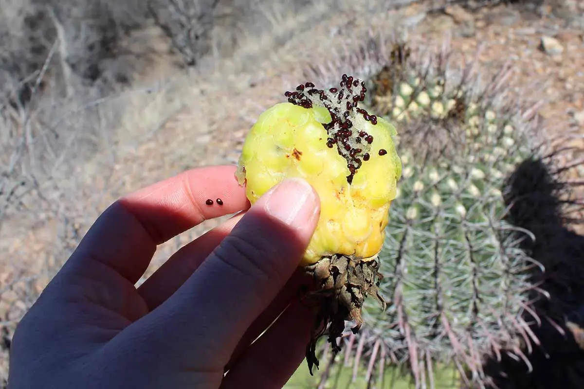 Una imagen horizontal de primer plano de una mano desde la parte inferior del marco sosteniendo una fruta con semillas de cactus.