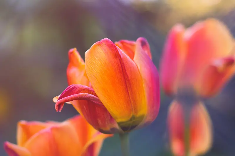 Una imagen horizontal de primer plano del tulipán 'Cairo' bicolor marrón y naranja, representado en un fondo de enfoque suave.