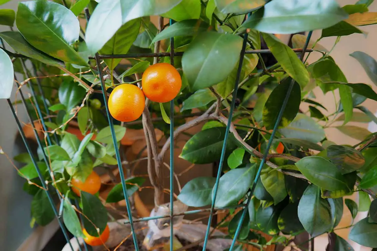 Una imagen horizontal de primer plano de naranjas calamondin que crecen en interiores.