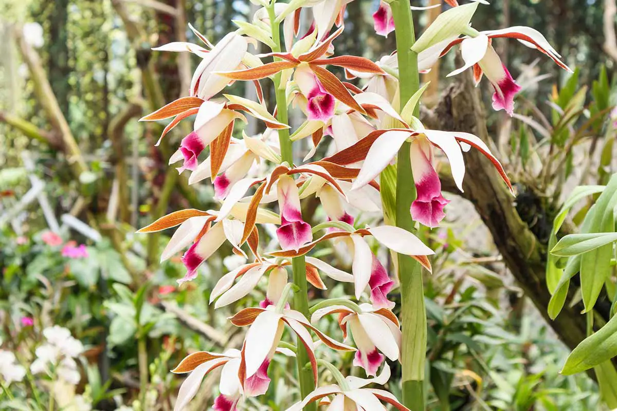 Una imagen horizontal de primer plano de las flores de la orquídea de pantano mayor (Calanthe tankervilleae) que crecen silvestres.
