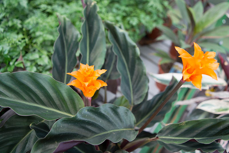 Una imagen horizontal de primer plano de una planta de Goeppertia crocata con flores de color naranja brillante, que crece al aire libre en un fondo de enfoque suave.