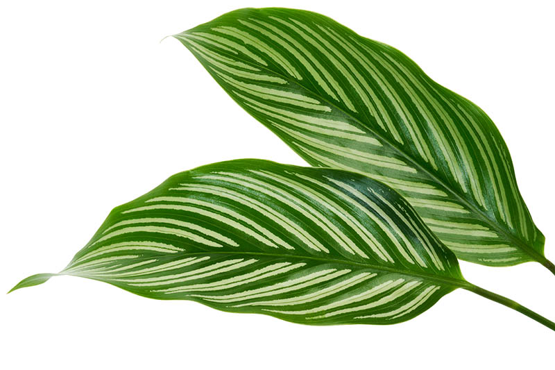 Una imagen horizontal de cerca de dos hojas de Goeppertia elliptica en un fondo blanco.