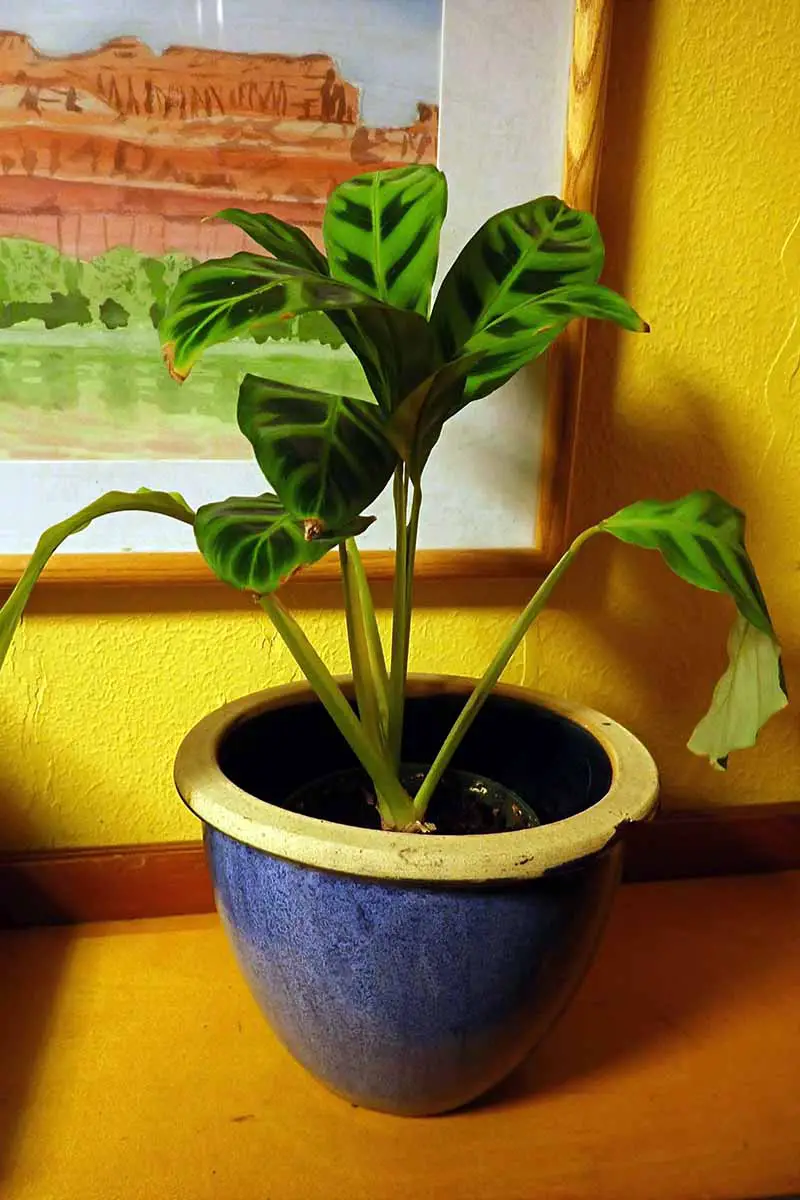 Una imagen vertical de cerca de una planta de cebra que crece en una maceta de cerámica sobre una superficie de madera.