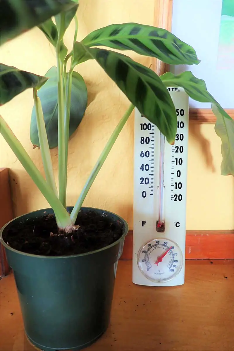 Una imagen vertical de cierre de una planta de interior en una pequeña maceta de plástico colocada sobre una superficie de madera con un termómetro en el fondo.