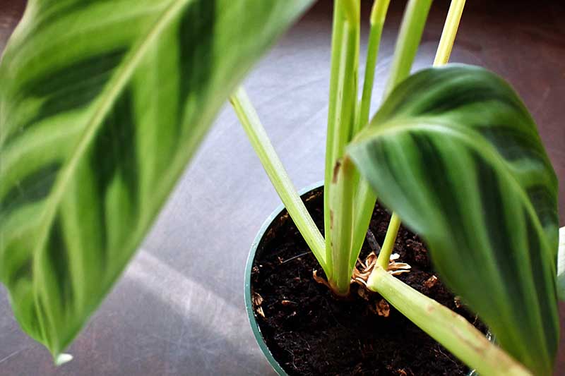 Una imagen horizontal de cierre de una planta de cebra con dos tallos que crecen en una pequeña maceta de plástico.