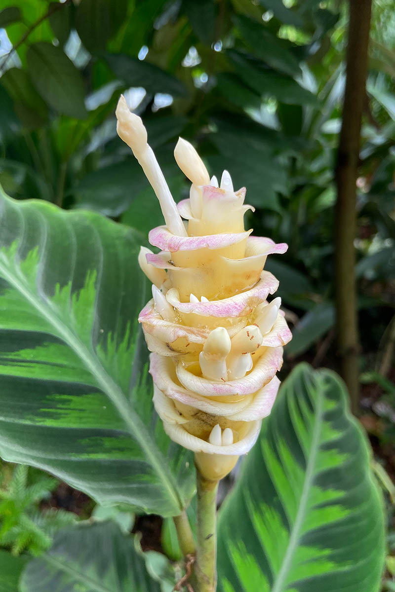 Una imagen vertical de primer plano de un tallo floral de Goeppertia warscewiczii que crece al aire libre en un jardín tropical.
